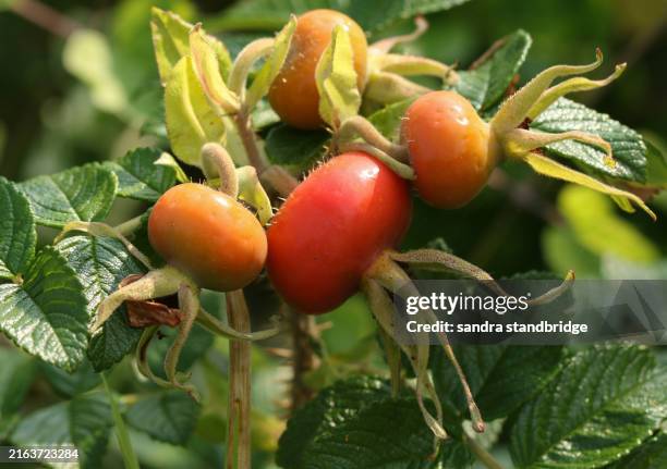 the hips of a japanese rose, rosa rugosa. - rose hip stock pictures, royalty-free photos & images