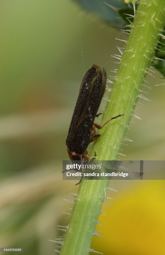 A male Glow-worm, Lampyris noctiluca, resting on a plant stem. It has a tiny tick on its back.