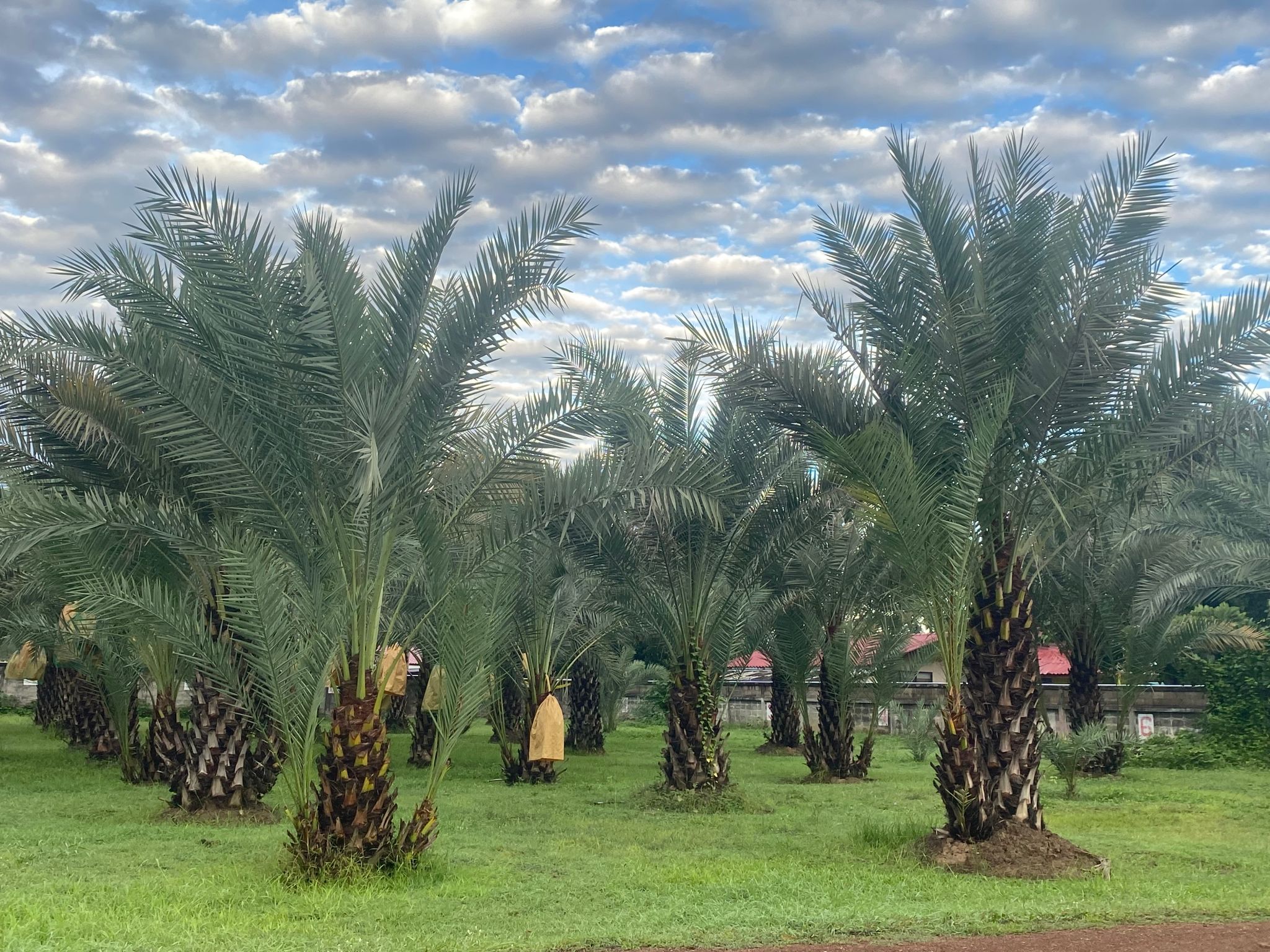lee county agriculture