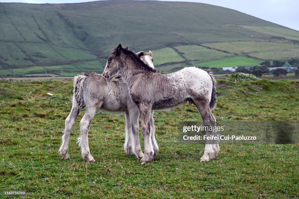 Two foal at Clogher Head