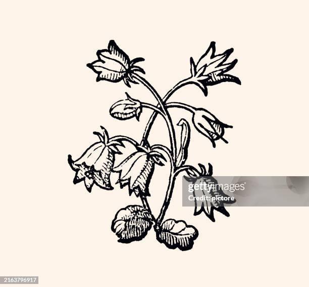 design element : floral pattern (xxxl) - etching stock illustrations