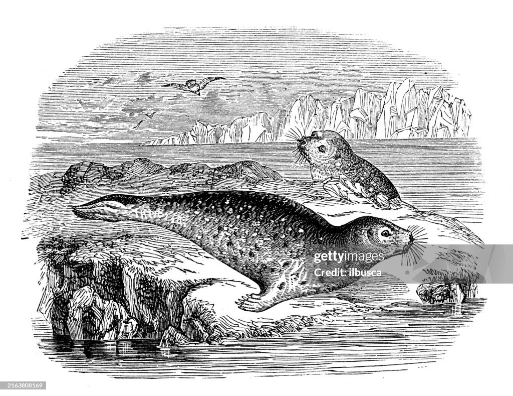 Antique engraving: Alaskan Seals