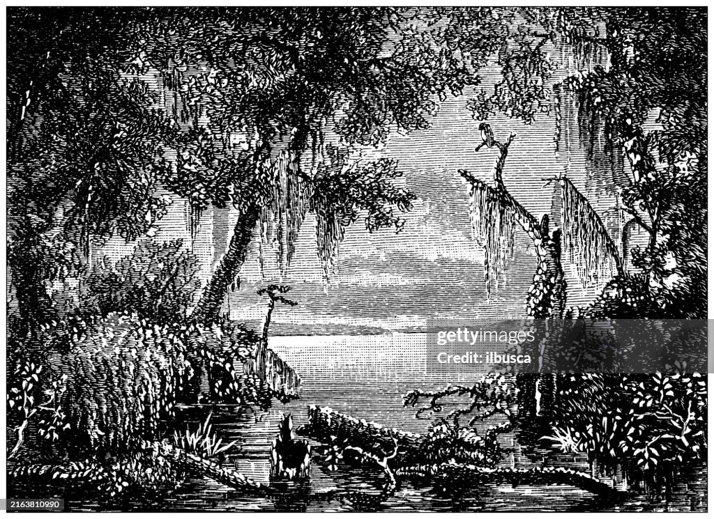 Antique engraving: Florida Everglades