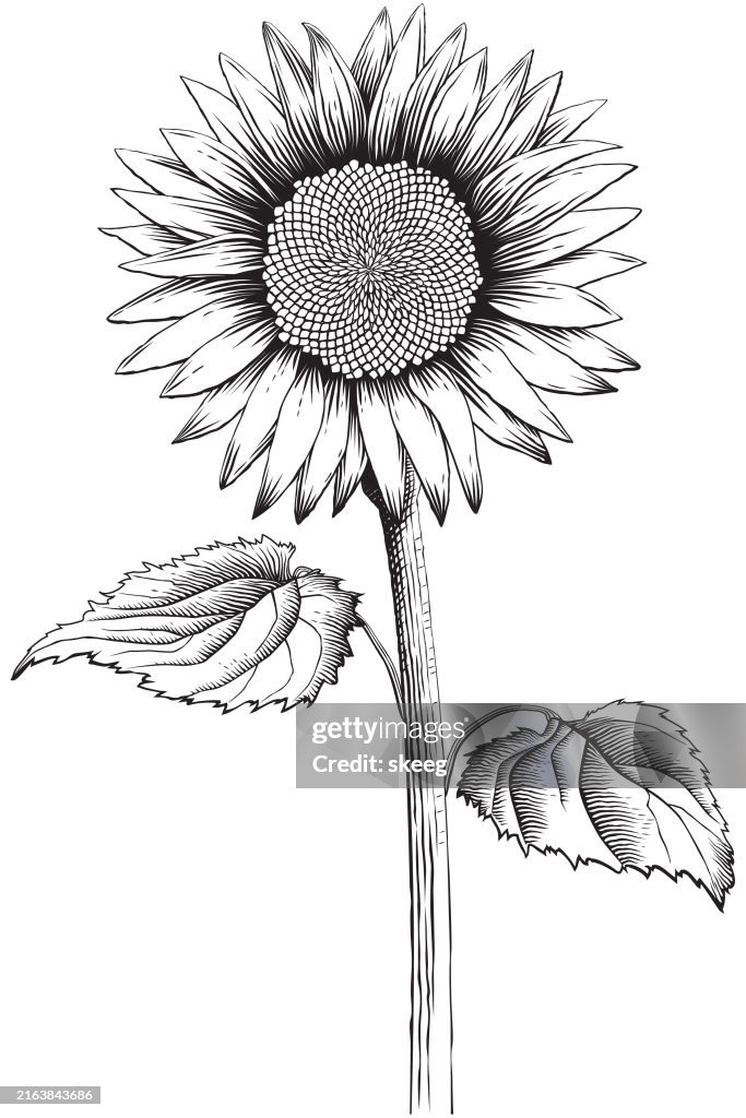 Sonnenblume graviert