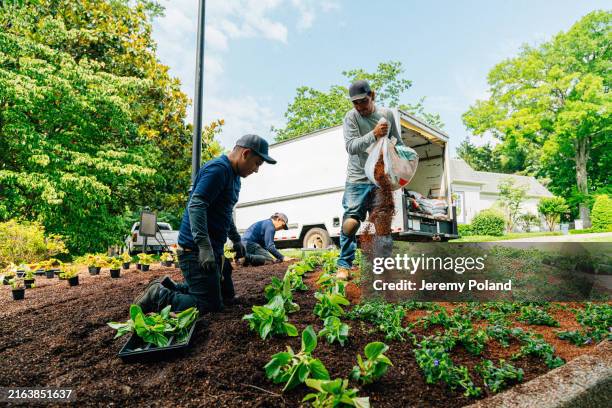 travail d’équipe : épandage d’un amendement de sol à partir d’un sac et une équipe plantation d’un parterre de fleurs dans un espace vert du quartier - terrain paysagé photos et images de collection