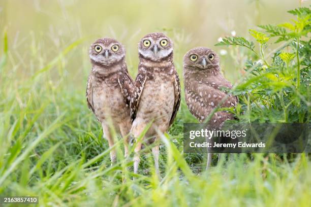 búho de madriguera, cape coral, florida - mochuelo excavador fotografías e imágenes de stock