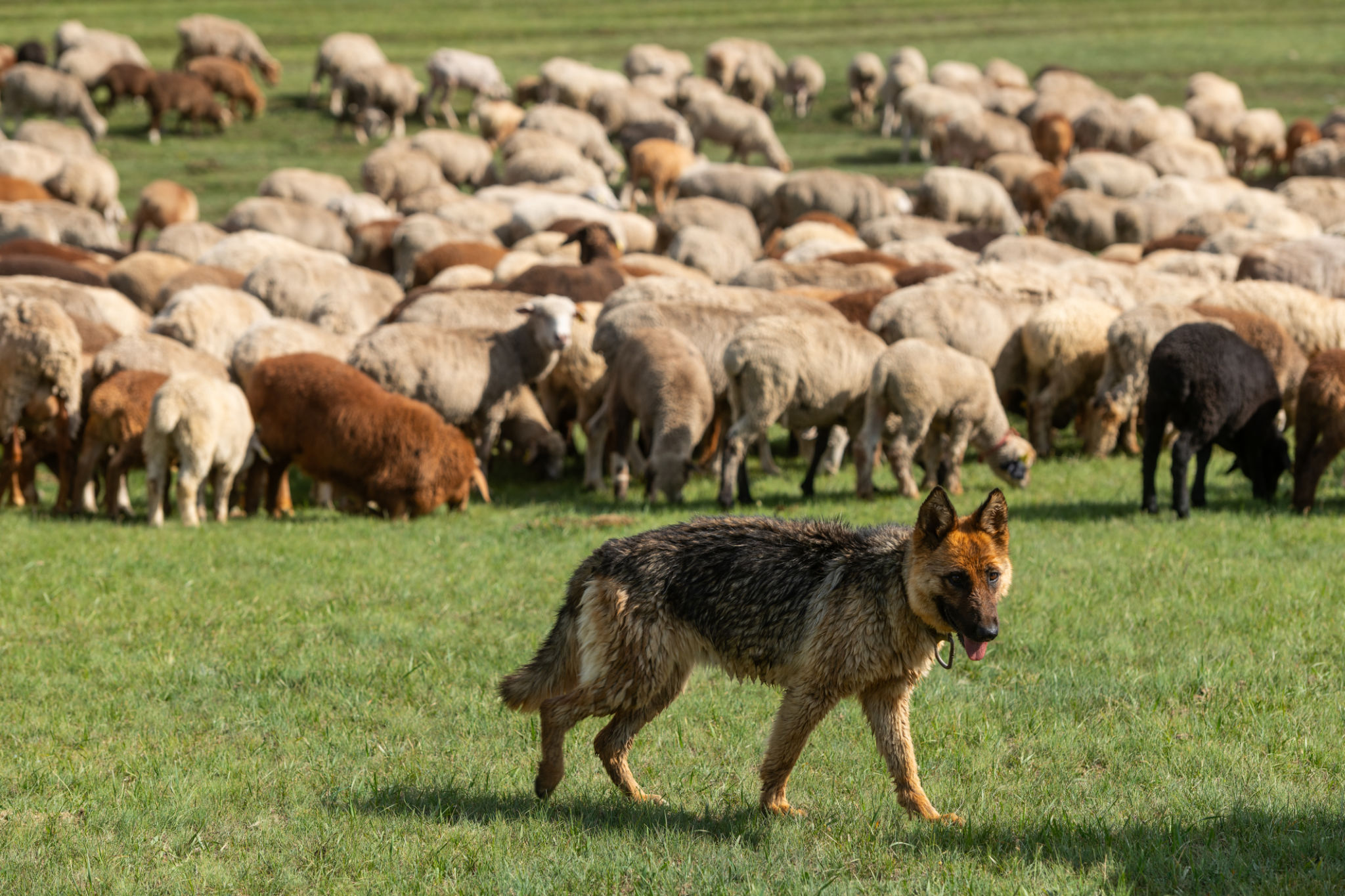 german shepherd farm