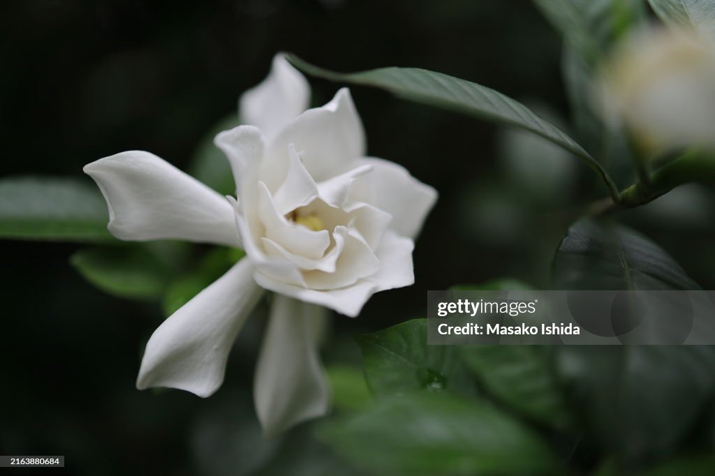 Gardenia ( Kuchinashi /Gardenia jasminoides /Cape jasmine ) Close up
