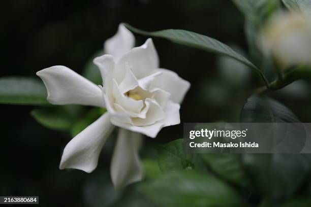 Gardenia Close Up High-Res Stock Photo