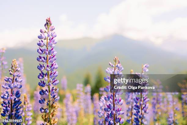 lupines in the mountains, picturesque sunny view - lupine flower stock pictures, royalty-free photos & images