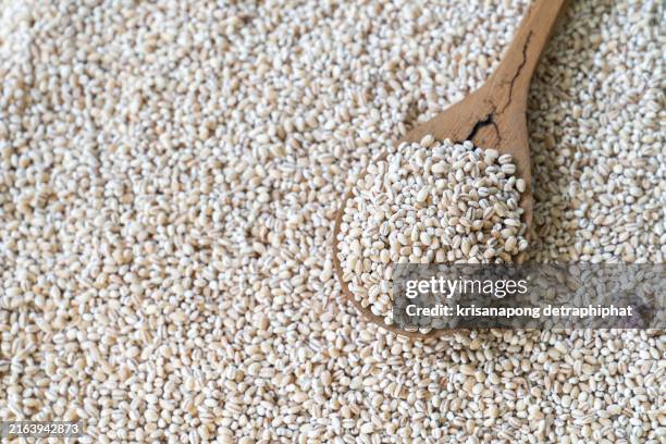 barley,cereals,rice - barley plant stock pictures, royalty-free photos & images