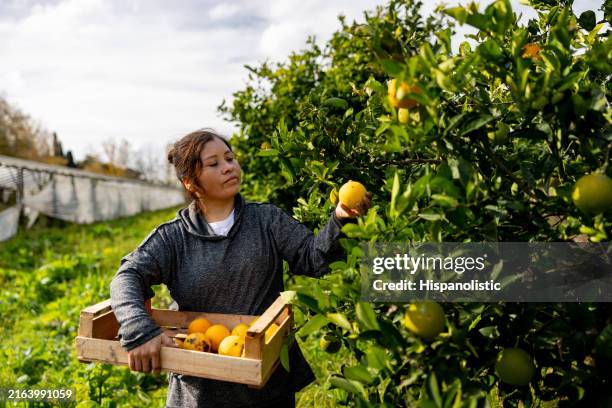 latin american woman harvesting oranges in a plantation - orange orchard stock pictures, royalty-free photos & images