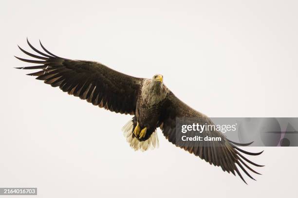 white tailed eagle in wild nature - white eagle stock pictures, royalty-free photos & images