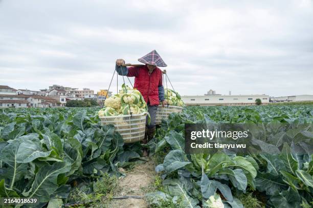 an asian female farmer carrying vegetables on an organic farm - china green stock pictures, royalty-free photos & images
