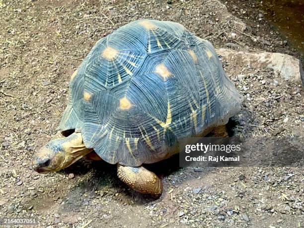 Turtle Without Shell Small Tortoise Without Shell