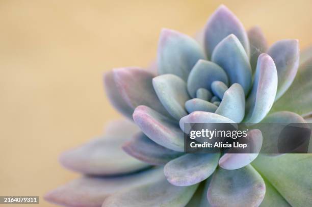 succulent - juicy stock pictures, royalty-free photos & images