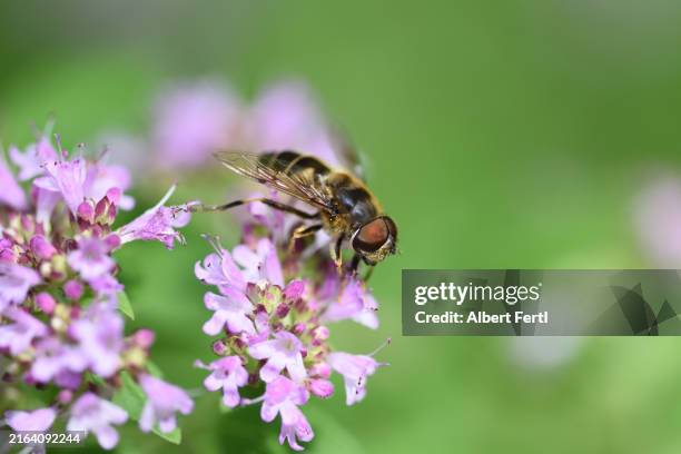 fly on origanum vulgare - oregano stock pictures, royalty-free photos & images