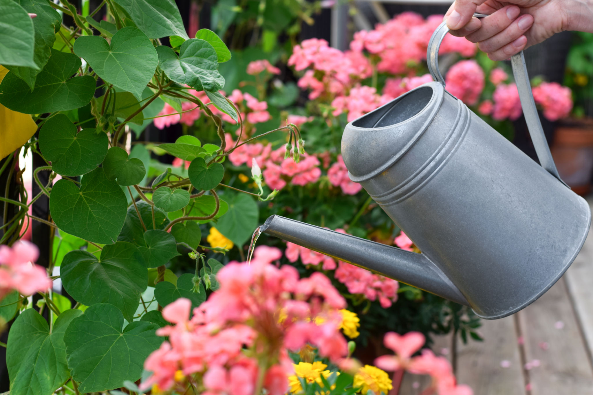 watering can
