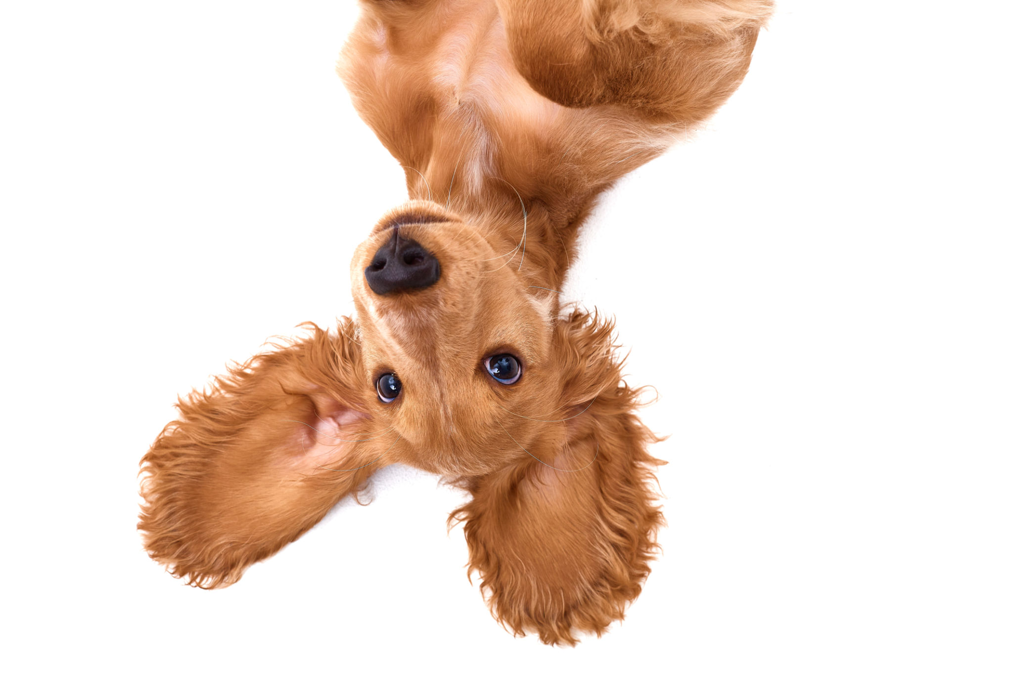 dog coat care