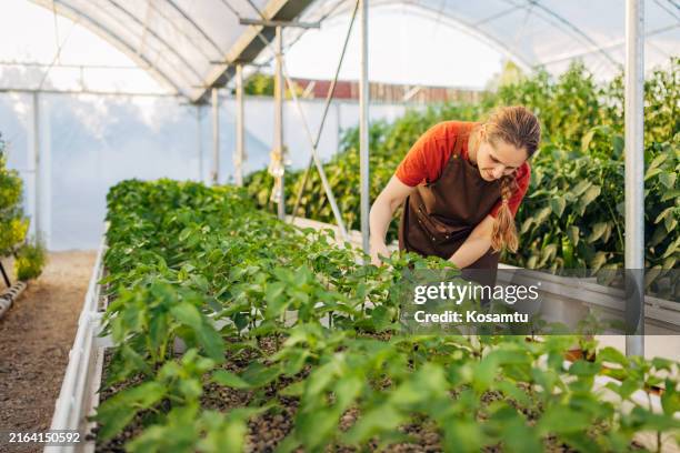 a woman agricultural worker in an apron examines the quality of peppers she grows in a hydroponics greenhouse - i was turning into a vegetable stock pictures, royalty-free photos & images