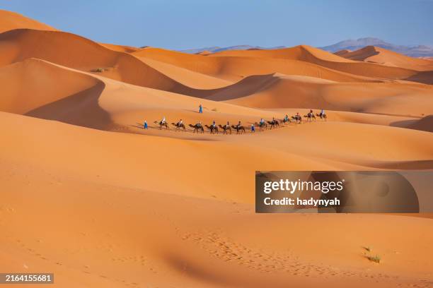 train de chameaux dans le désert du sahara occidental en afrique - erg chebbi photos et images de collection