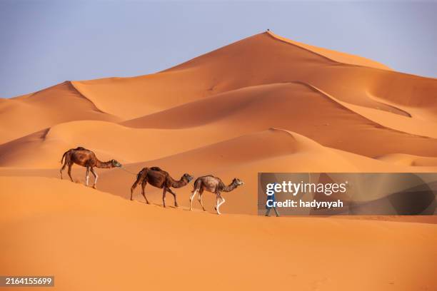 young tuareg with camels on western sahara desert in africa - sahara desert stock pictures, royalty-free photos & images