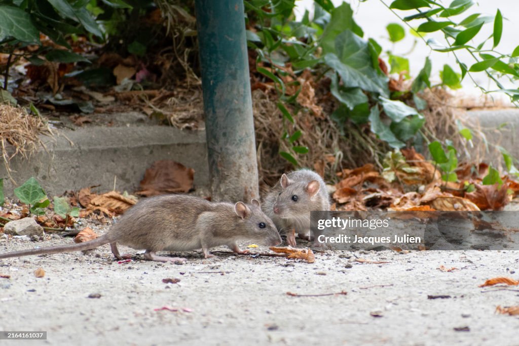 Two brown rats