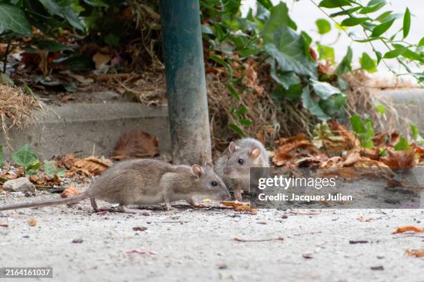 two brown rats - roedor imagens e fotografias de stock