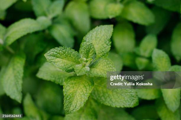 aromatic spearmint growing in garden - spearmint leaves stock pictures, royalty-free photos & images