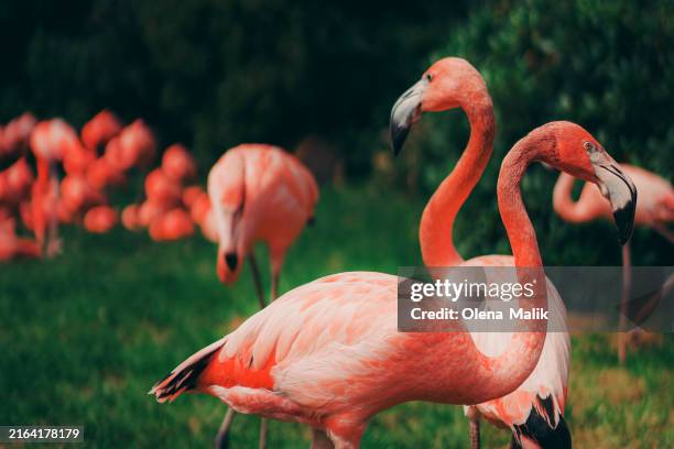 close-up of pink flamingos - süßwasser stock-fotos und bilder