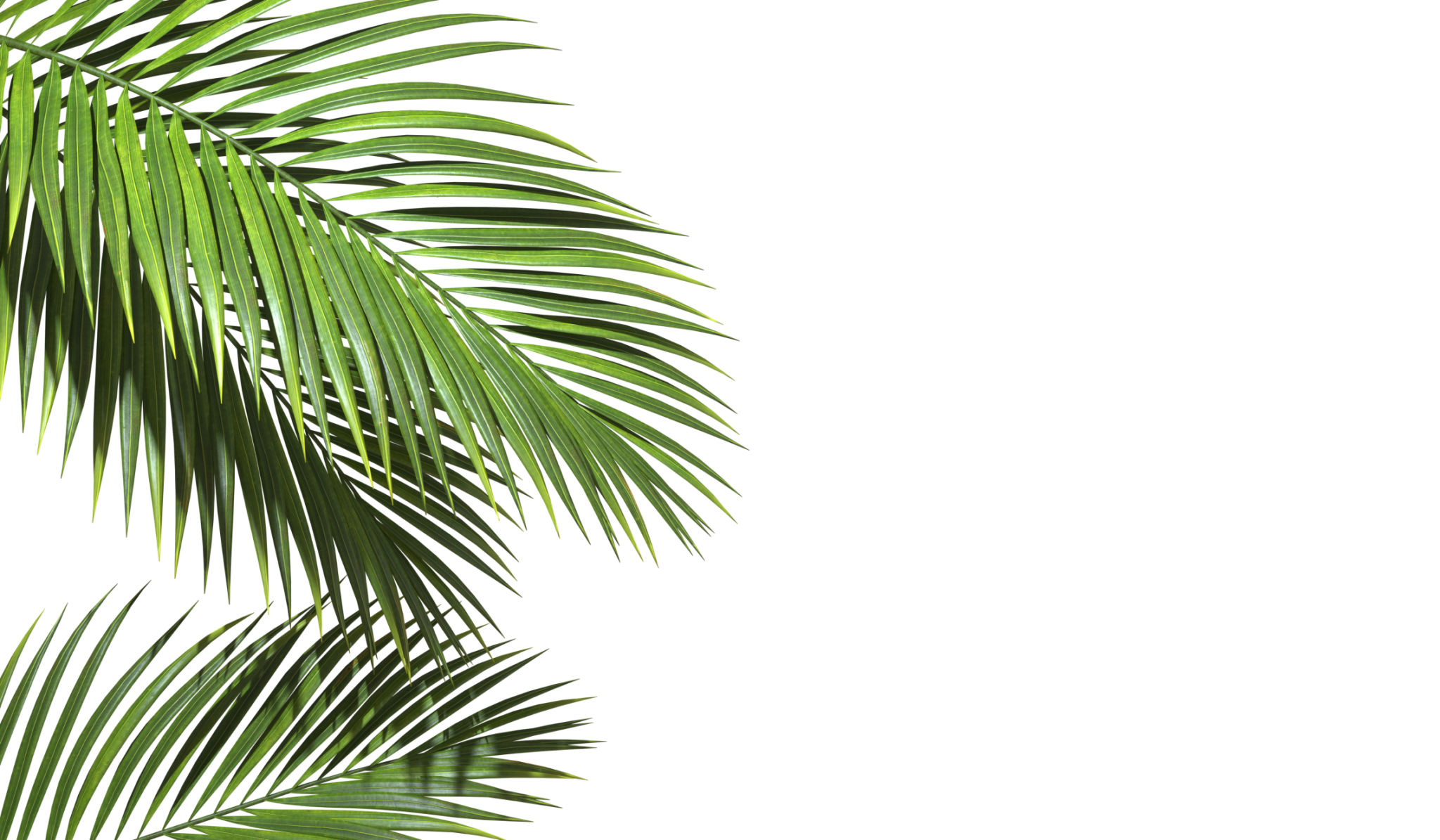palm tree issues