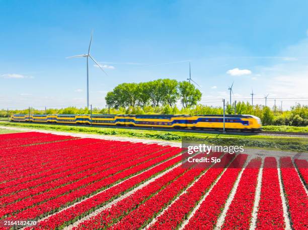 train driving past a field of tulips and wind turbines in the background - turbine stock pictures, royalty-free photos & images