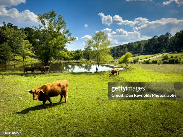 cow , farm, , agriculture drone - atlanta georgia stock pictures, royalty-free photos & images