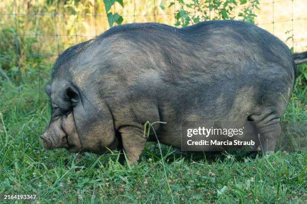 Hogs Back View 1,825 Pig Side View Stock Photos, High-Res Pictures, and Images - Getty ...