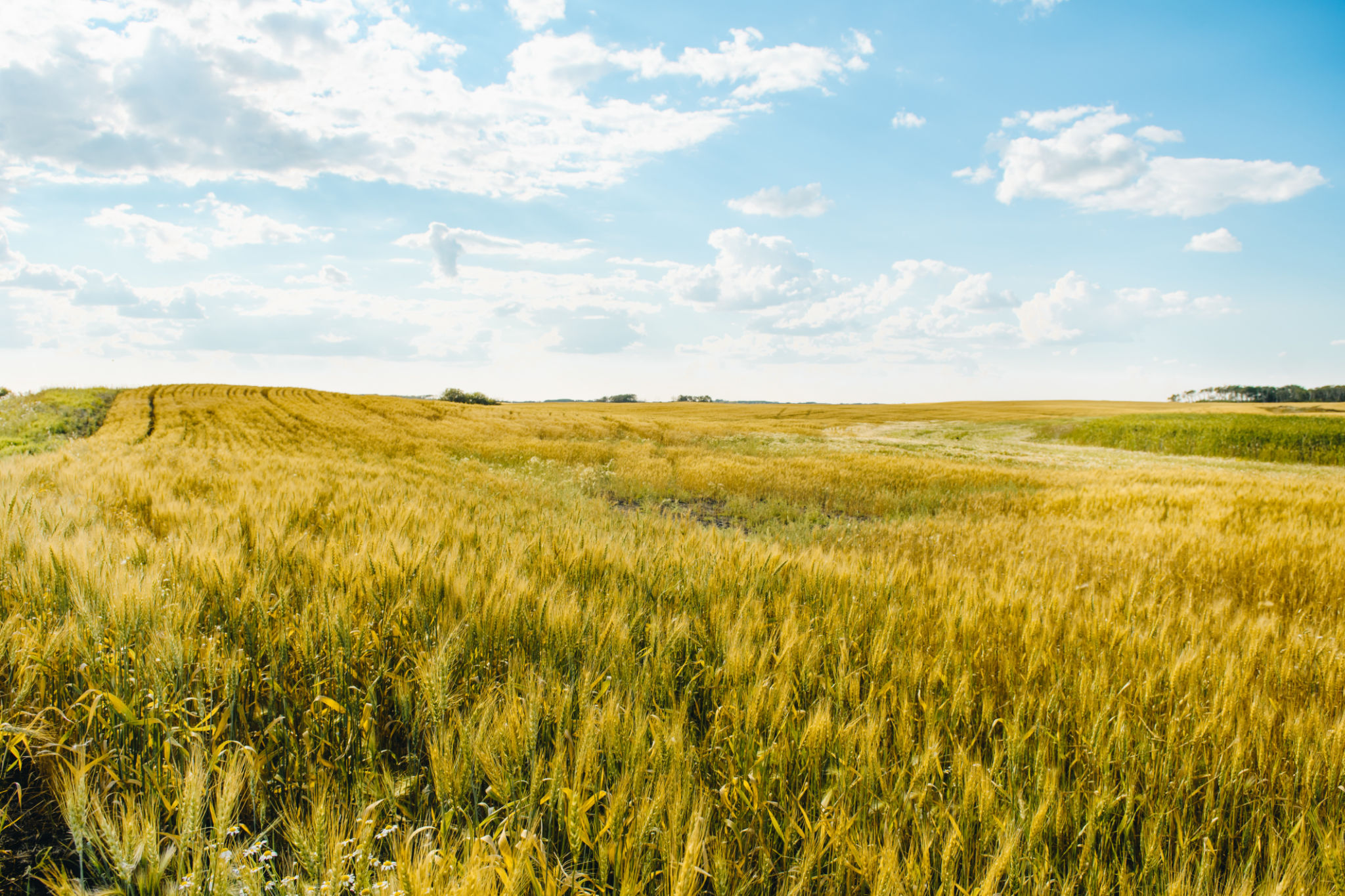agriculture field