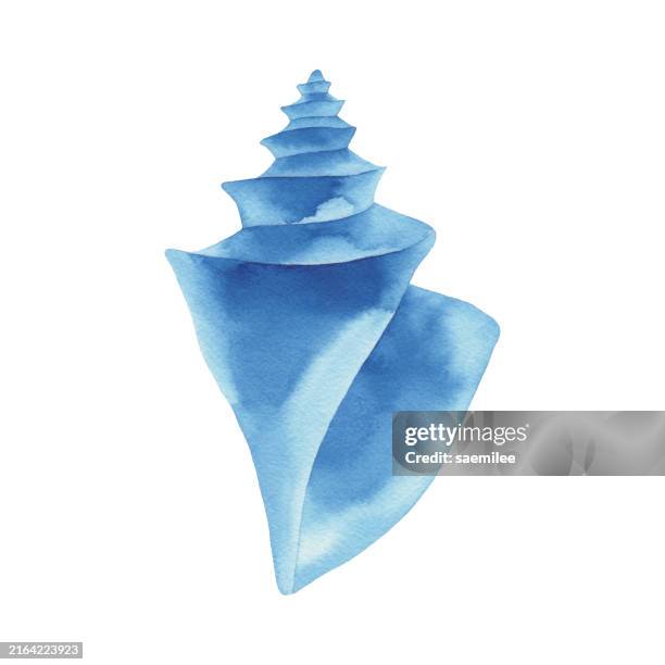 ilustraciones, imágenes clip art, dibujos animados e iconos de stock de concha marina de acuarela azul - caracola concha de mar