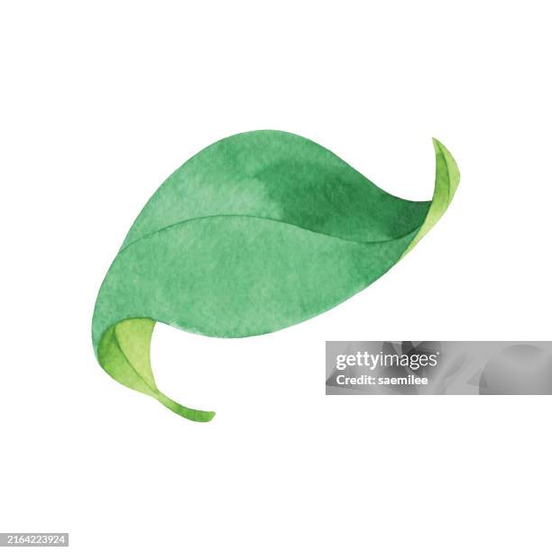 curled green watercolor leaf - basil stock illustrations