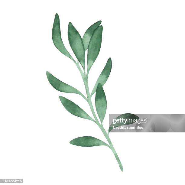stockillustraties, clipart, cartoons en iconen met green simple watercolor branch - tak plantdeel