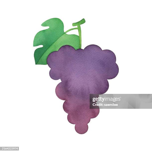 simple watercolor grapes - winery stock illustrations