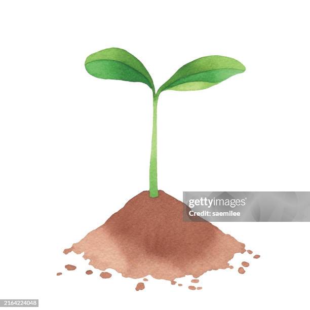 stockillustraties, clipart, cartoons en iconen met watercolor young plant and soil - kleine boom