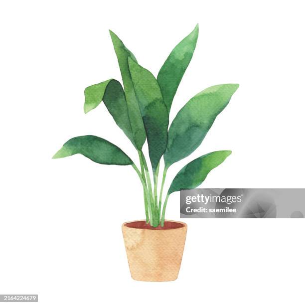 watercolor potted plant - house plant white background stock illustrations