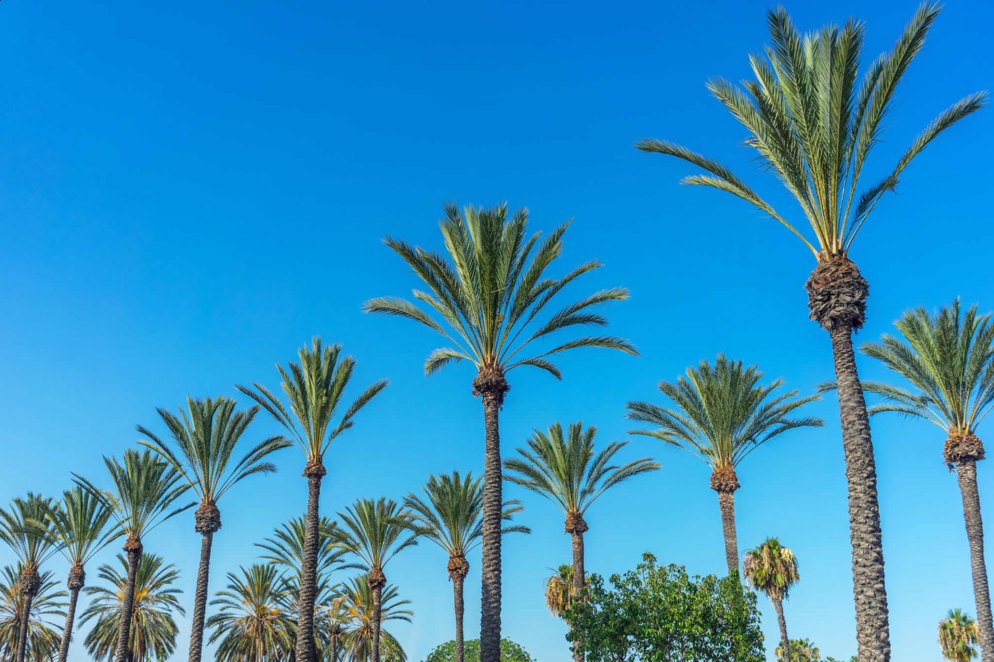 orange county