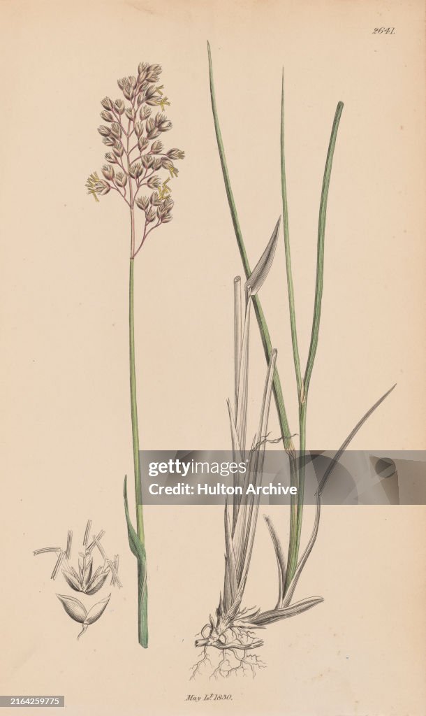 Common Grass