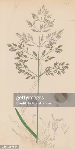 Common bromegrass , illustration published by James Sowerby, London, 1st May 1830.