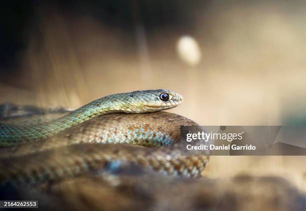 aesculapian snake coiled in its natural habitat (zamenis longissimus) - schlange-kriechtier stock-fotos und bilder