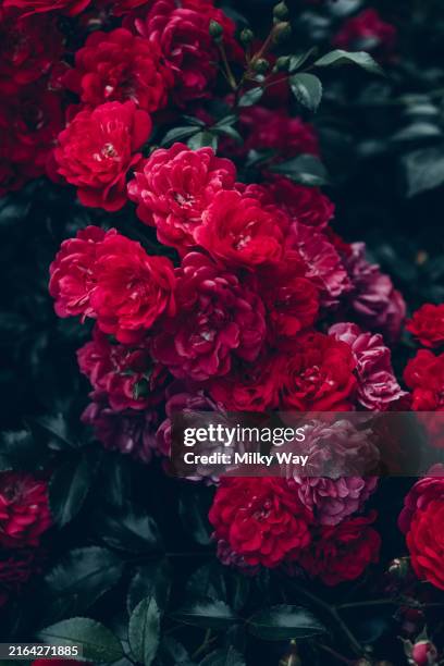 Dark Red Roses Small 364 Small Bunch Of Red Roses Stock Photos, High-Res Pictures, and ...