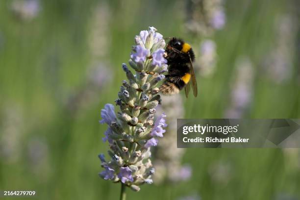 White-tailed bumblebee visits lavender plants in a south London suburban garden, on 1st August 2024, in London, England. Bees, especially wild...