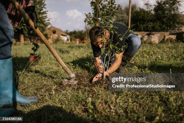 plantar árboles y mejorar la tierra a su alrededor durante la tarde en un entorno rural - árbol fotografías e imágenes de stock