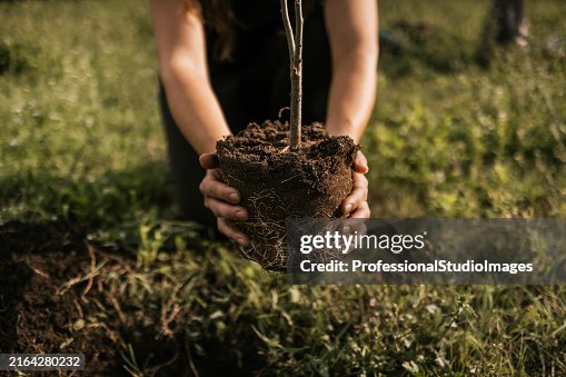 Young woman planting tree seedling in dug hole on sunlit ground Young woman planting tree seedling in dug hole on sunlit ground