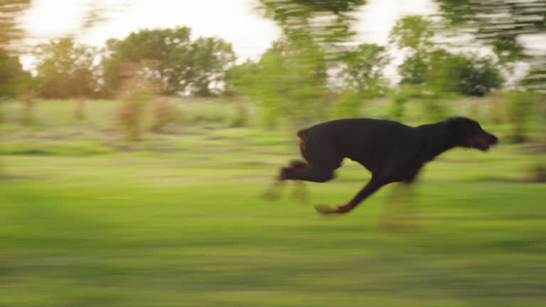 https://media.gettyimages.com/id/2164290659/video/fast-dog-running-on-grass.jpg?b=1&s=640x640&k=20&c=klqwjekaE_di5ca3GoIUZ_GtGRsvroyikVOCeFWujIA=